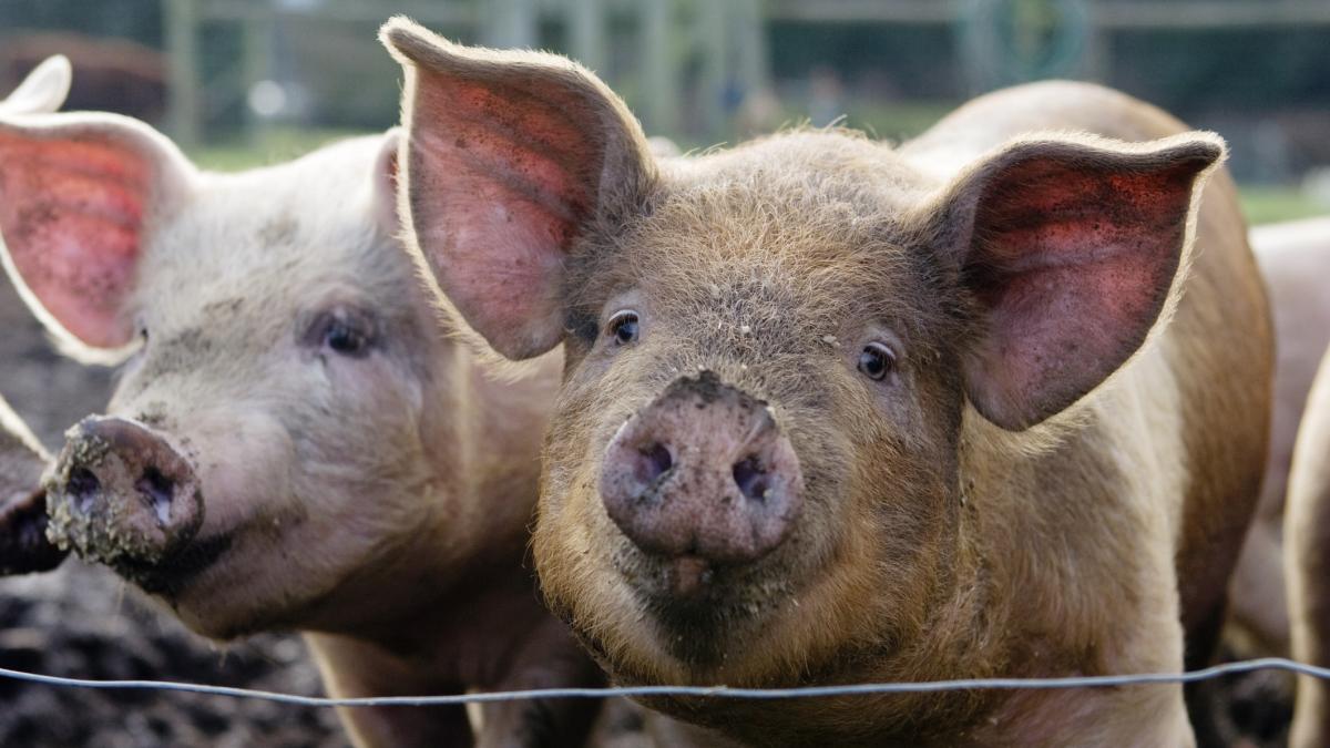 200 de porci infectati cu pesta africana ingropati in Dolj