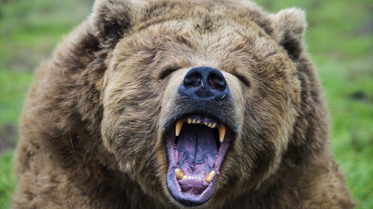 Barbat atacat de un urs pe camp in Mures