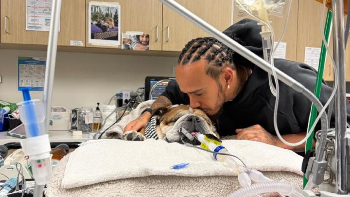 Cainele lui Lewis Hamilton Roscoe in spital