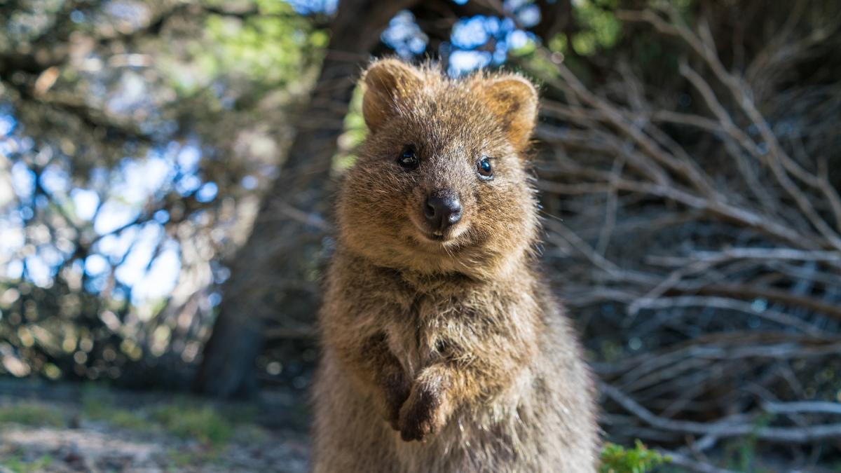 Cel mai vesel animal din lume selfie uri cu quokka