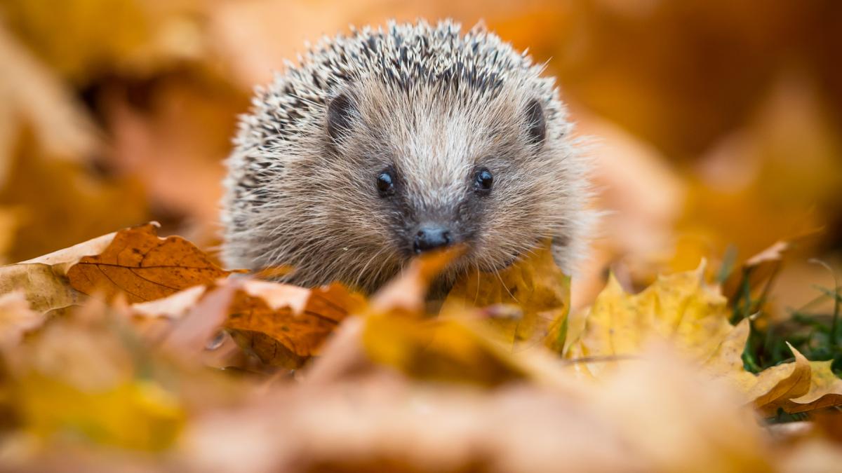 Femeie muscata de un arici confundat cu o pisica