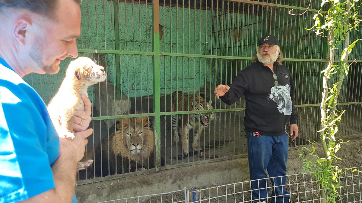 Un copil de 5 ani a fost mucat de tigru