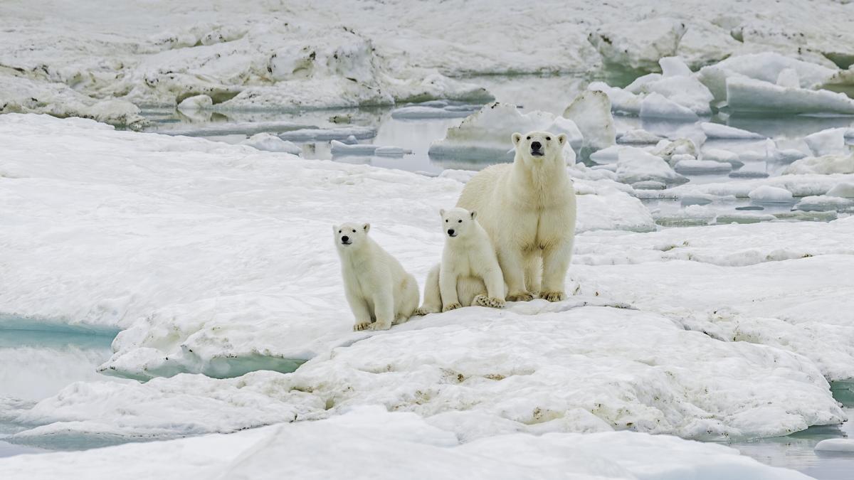Ursii polari ocupa o statie de cercetare abandonata