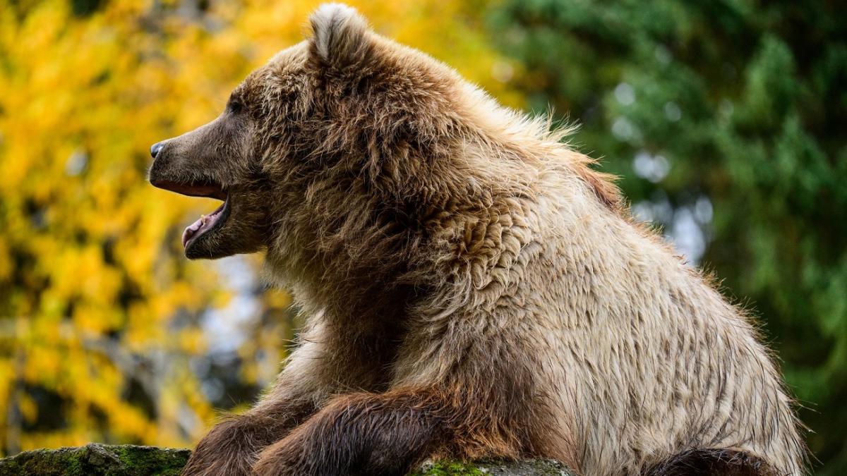 Barbat atacat de urs la Pestera Laptelui