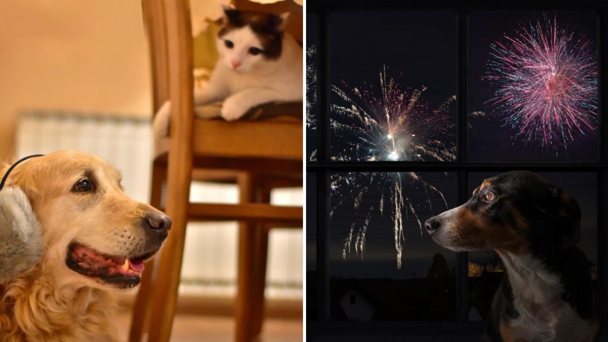 Avertisment pentru stapani Protejati cainii si pisicile