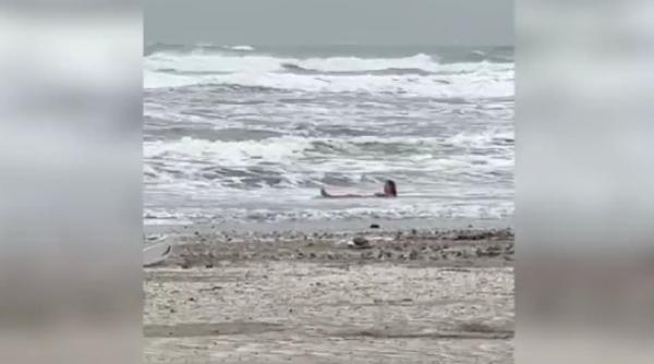 Imagini surprinzatoare la Mamaia Femeie in apa la 8 grade