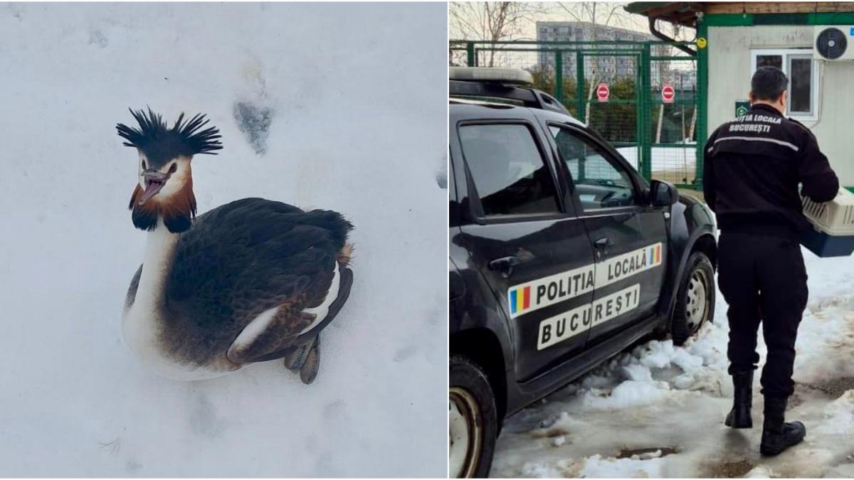 O pasare remarcabila din Delta Vacaresti parte a unei specii protejate a fost recuperata dupa ce a