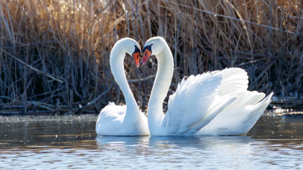 focar de gripa aviara in judetul cluj doua lebede decedate au fost gasite langa lac