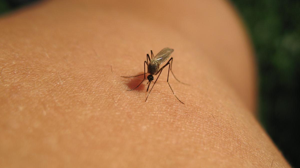 Un barbat a murit iar alti doi au fost spitalizati din cauza infectiei cu virusul West Nile Ce simptome apar si
